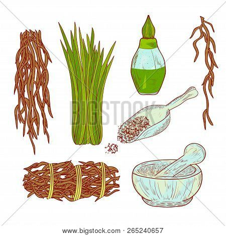 Vetiver. Plant. Leaves And Root. Scoop, Mortar, Perfume. Set. The Color Pattern. Sketch.