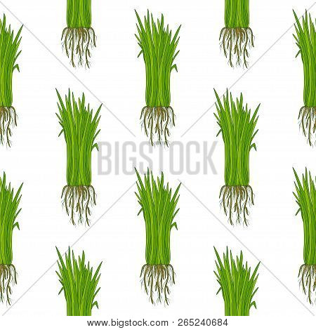 Vetiver. Plant. Leaves, Root. Background, Wallpaper, Seamless. Sketch. Color.