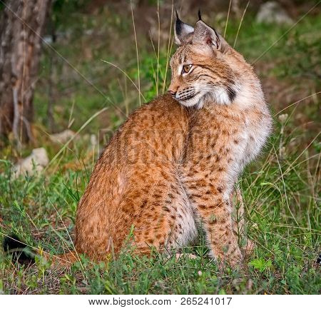 Eurasian Lynx (lat. Lynx Lynx. On The Ears Are Long Tassels. The Eurasian Lynx Is Dwells To Siberia,