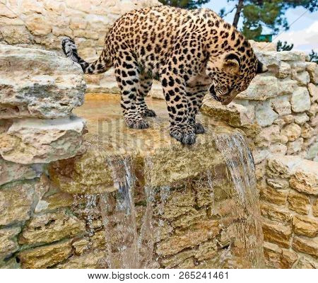 Curious Cub Far Eastern Leopard. 