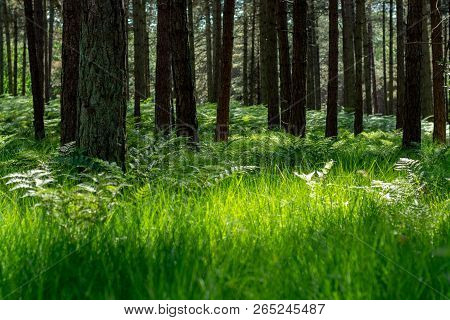 Kempen Forest In Brabant, Netherlands, Healthy Walking In Sunny Day In Pine Forest With Green Grass