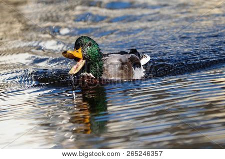 A Male Mallard Duck Drake Quacking With Open Beak