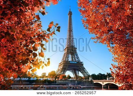 Eiffel Tower And Maple Tree In Paris, France