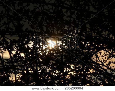 Silhouette Of Bushes , Suntime Bush Dark Nice Sunrays