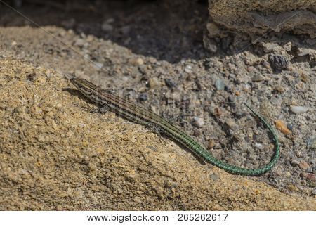 Iberian Lizard Basking In The Sun, Podarcis Hispanicus