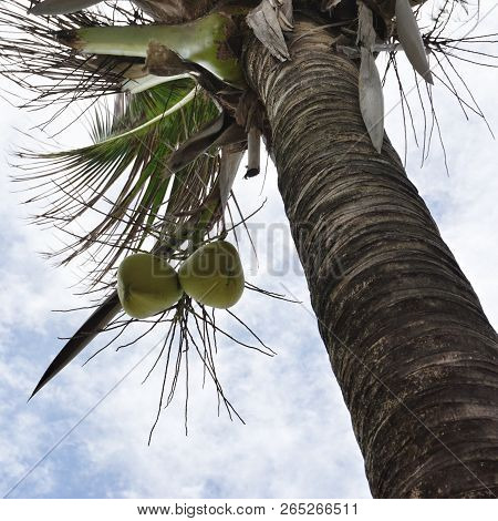 Coconuts On A Tree Against The Blue Sky