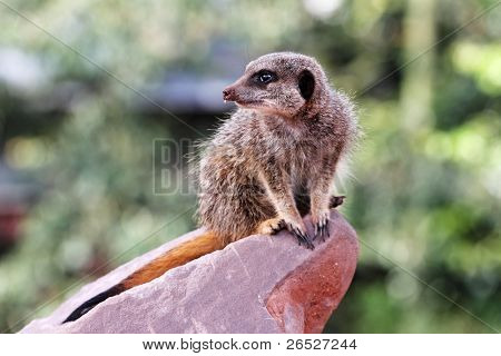 Un meercat (Suricata suricatta) en service de garde sur un rocher avec de la terre sur son nez après arrachage pour f