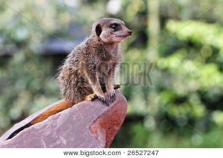 Un meercat (Suricata suricatta) en service de garde sur un rocher avec de la terre sur son nez après arrachage pour f