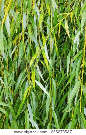 Weeping Willow Background, Weeping Willow Foliage. Green Foliage