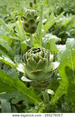 Green Artichoke Field Agriculture (turkey Izmir Urla)