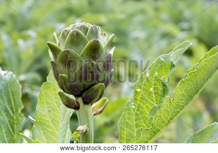 Green Artichoke Field Agriculture (turkey Izmir Urla)