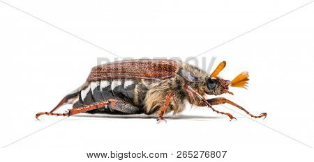 Summer chafer or European june beetle, Amphimallon solstitiale, in front of white background