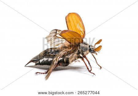Summer chafer or European june beetle, Amphimallon solstitiale, in front of white background