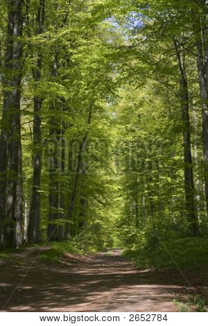 Buk Forrest na wiosnę