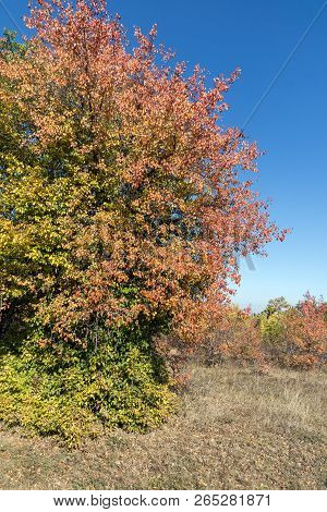 Amazing Autumn Landscape Of Cherna Gora (monte Negro) Mountain, Pernik Region, Bulgaria