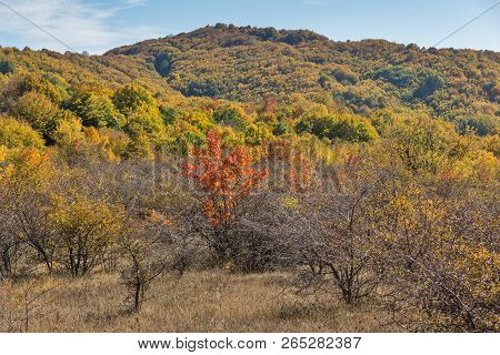 Amazing Autumn Landscape Of Cherna Gora (monte Negro) Mountain, Pernik Region, Bulgaria