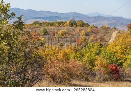 Amazing Autumn Landscape Of Cherna Gora (monte Negro) Mountain, Pernik Region, Bulgaria