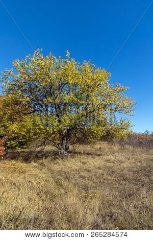 Amazing Autumn Landscape Of Cherna Gora (monte Negro) Mountain, Pernik Region, Bulgaria