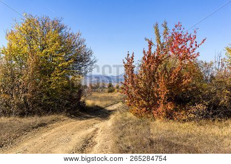 Amazing Autumn Landscape Of Cherna Gora (monte Negro) Mountain, Pernik Region, Bulgaria