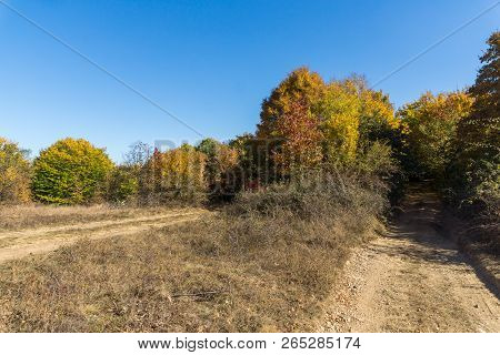 Amazing Autumn Landscape Of Cherna Gora (monte Negro) Mountain, Pernik Region, Bulgaria