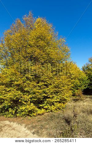 Amazing Autumn Landscape Of Cherna Gora (monte Negro) Mountain, Pernik Region, Bulgaria