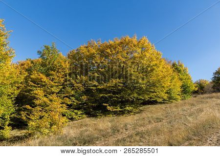 Amazing Autumn Landscape Of Cherna Gora (monte Negro) Mountain, Pernik Region, Bulgaria