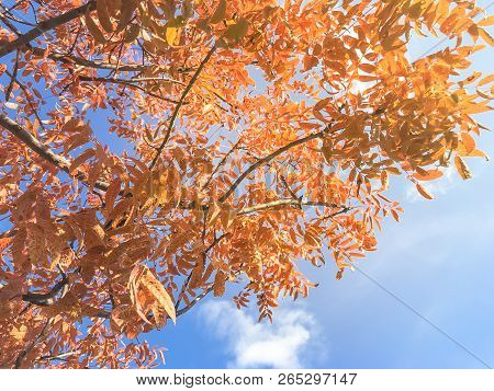Natural Backlit Colorful Red Maple Leaves In Fall Season At Dallas, Texas