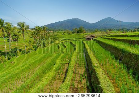 The Vast Jatiluwih, Bali Rice Terrace Farm.