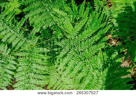 Green Fern Leaves Closeup, Shows Green Foliage On A Bright Sunny Day.
