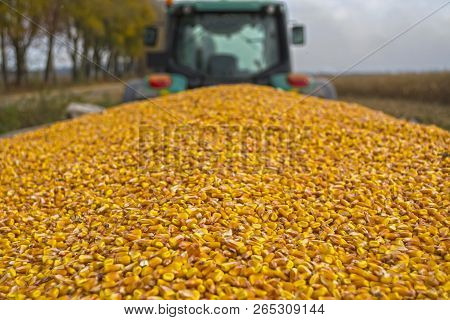 Harvesting Corn In A Field With A Modern Combine On A Cloudy Day, Followed By Loading Onto A Truck