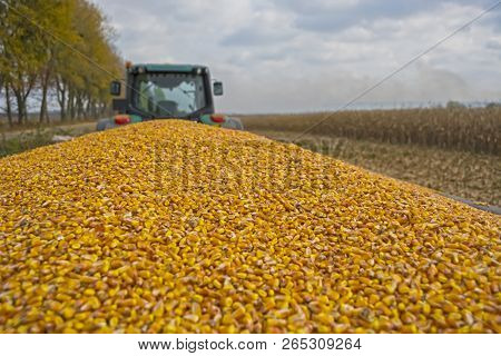 Harvesting Corn In A Field With A Modern Combine On A Cloudy Day, Followed By Loading Onto A Truck