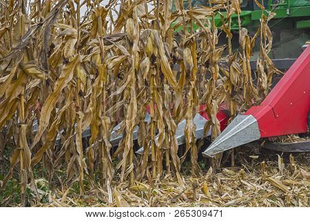 Harvesting Corn In A Field With A Modern Combine On A Cloudy Day, Followed By Loading Onto A Truck
