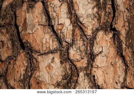 Brown Colored Textured Bark Of The Old Pine Tree In The Autumn Forest. Background Of Pine Bark. Pine