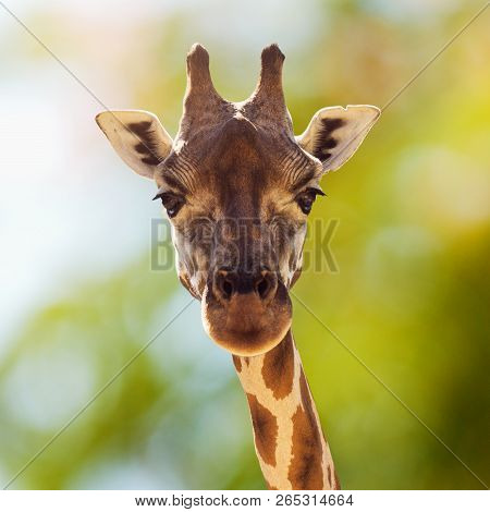Front View Animal Portrait Of Giraffe In Nature.