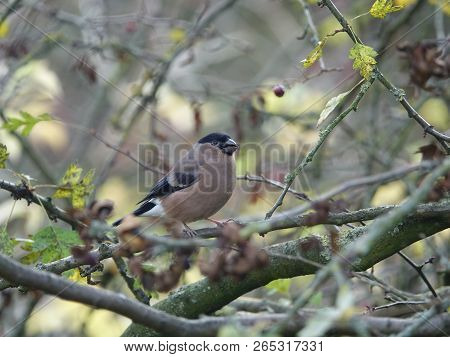 Female Bullfinch (pyrrhula Pyrrhula) In Autumn Woodland
