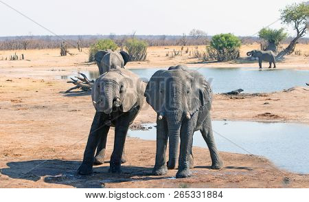 Elephants Infront Of A Waterhole With Other Elephants In The Background At Nehimba Waterhole, Hwange