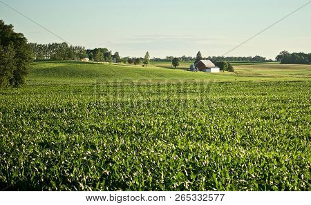 A Bucolic Landscape Appears With A Growing Fiew Of Corn.