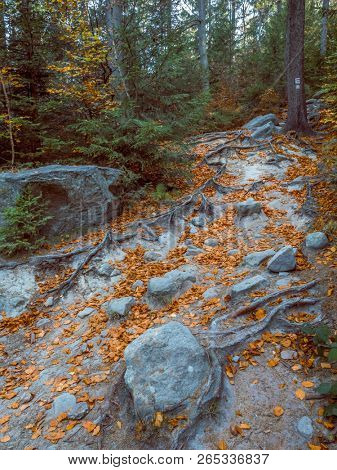 Beautiful tourist trail leading to the so called Errant Rocks in the Table Mountain National Park, Poland