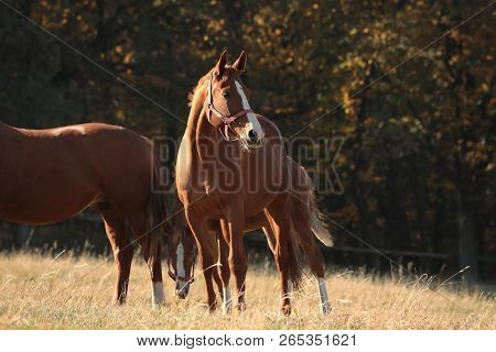 Horses stallion mare pet colt Nature foal pet Nature sunrise sunset pet animal Nature background pet Nature landscape Nature background pet horse Nature pet Nature background animal Nature background animal Nature landscape Nature pet Nature background.