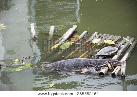 Asian Water Monitor Or Varanus Salvator With Turtle Sleeping On Bamboo Raft In Pond Of Garden At Pub