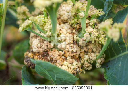 Decaying Cauliflower Caused Due To Fungal Attack Of Sclerotinia Sclerotiorum
