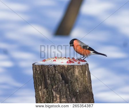 Red-colored Male Of Eurasian Bullfinch Pyrrhula Pyrrhula Close-up Portrait At Stub With Peanuts And 