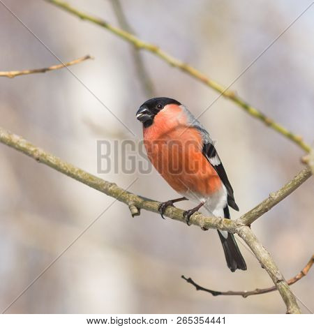 Red-colored Male Of Eurasian Bullfinch, Pyrrhula Pyrrhula, Close-up Portrait On Branch With Bokeh Ba