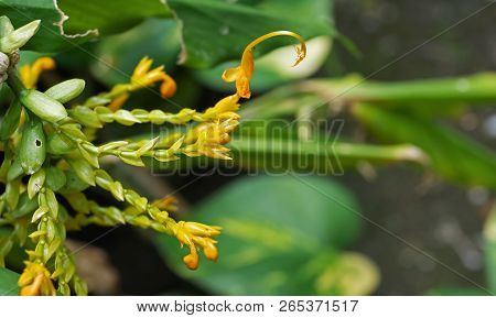 Closeup Dancing Ladies Ginger Flowers Isolated On Nature Background