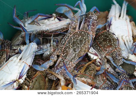 Group Of Captured Living Freshwater Crab, Banded Shell Animal In Ocean Fresh Market Seafood Restaura