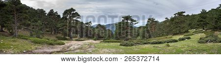 Scots Pine Forest In Guadarrama Mountains National Park, Province Of Madrid, Spain. Photo Taken From