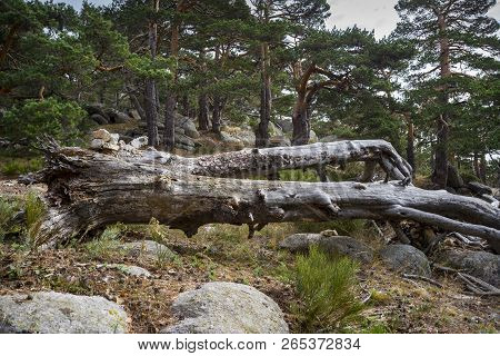 Scots Pine Forest In Siete Picos (seven Peaks) Range, In Guadarrama Mountains National Park, Provinc