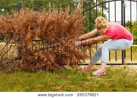 Woman Gardener Removing And Pulling Withered Dried Thuja Tree From Her Backyard. Hard Yard Work Arou