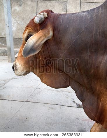 One Of The Breeds Of Zebu Cattle