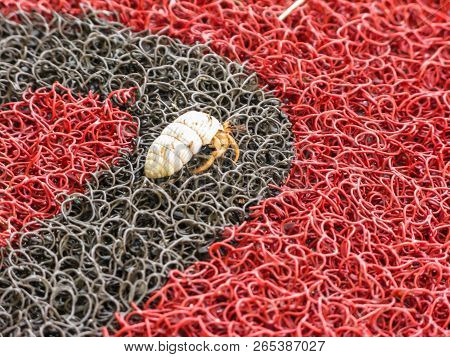 Hermit Crab On A Red-black Plastic Mat  In The Dominican Republic